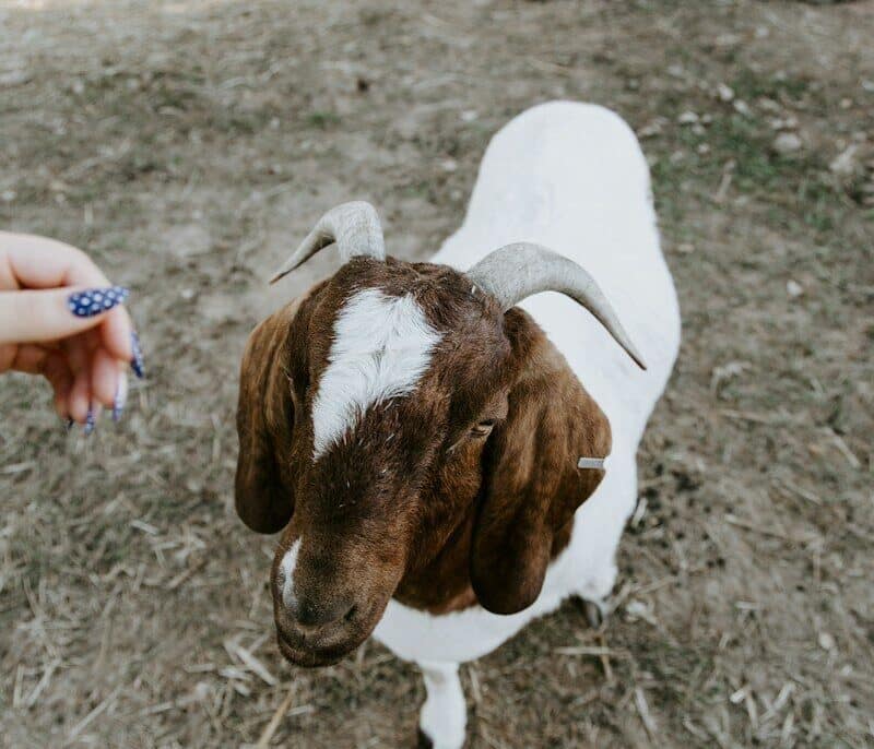 A goat with brown and white markings looks up