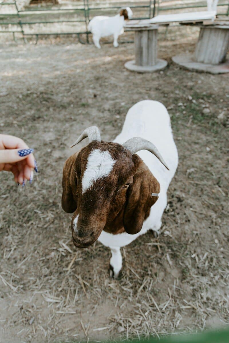 A goat with brown and white markings looks up