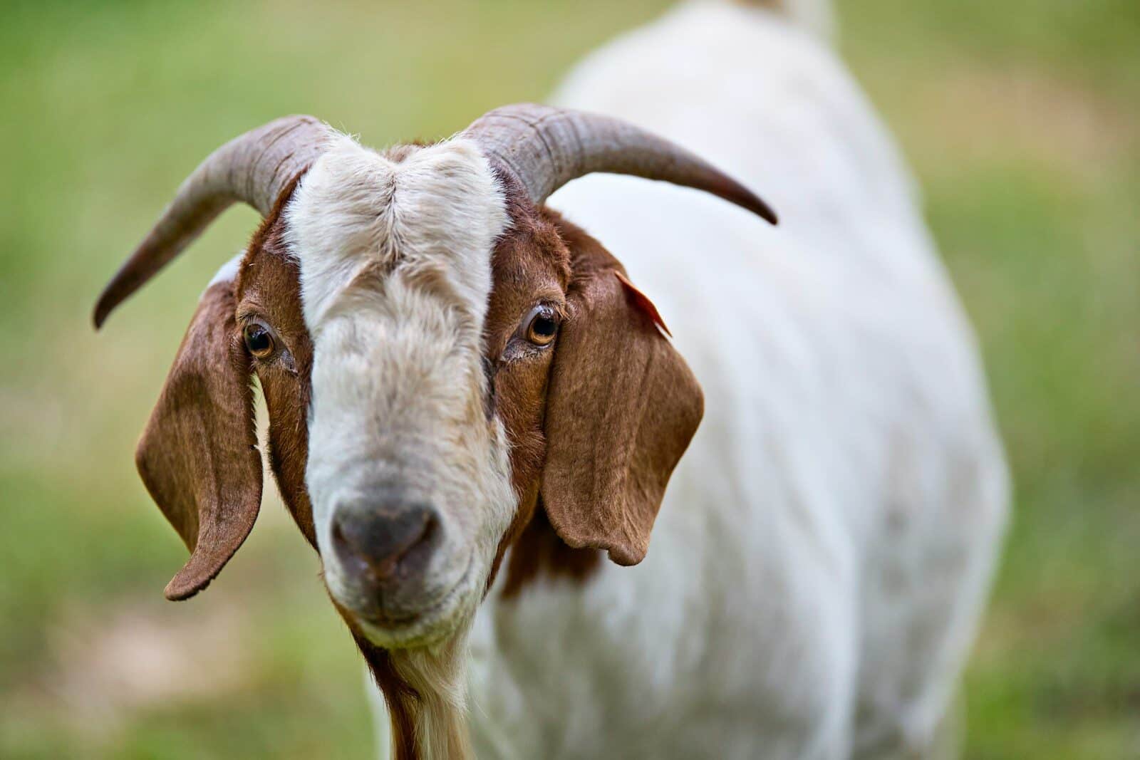Registered Boer goat for a breeding goat package