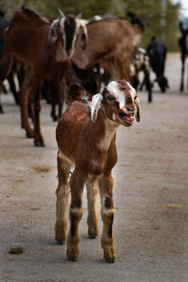 Wholesale Dorper sheep breeding stock for sale to commercial buyers