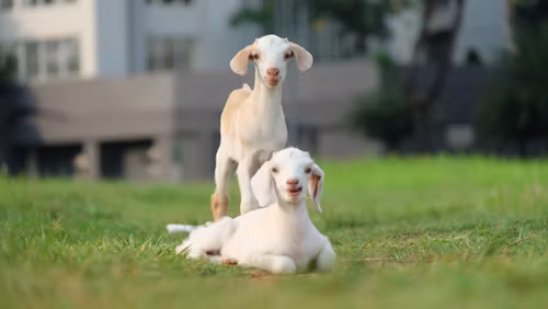 Boer goat doe and kid pair, goats for sale