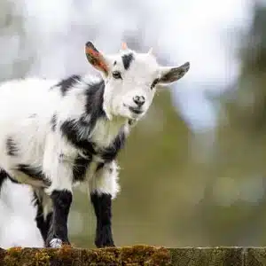 Black and white miniature Nigerian Dwarf goat for sale kid standing on a wooden ledge outdoors.