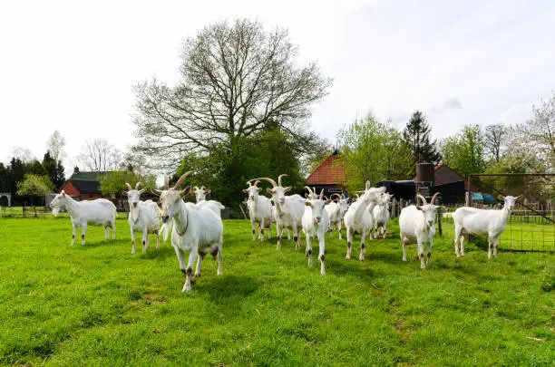 Fargo Family Farms transatlantic livestock export from the USA and France