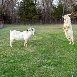 Kiko goat for sale, parasite-resistant meat goat, USA farm