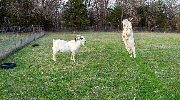 Kiko goat buck, a good breed for beginners