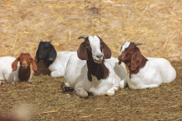 Registered Boer goat buck, health-tested breeding stock for export