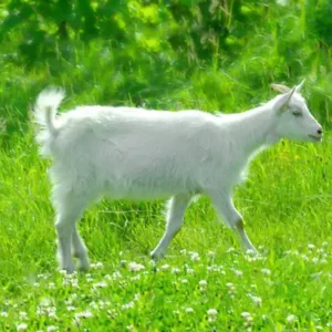 Saanen goat for sale, white dairy goat, USA farm