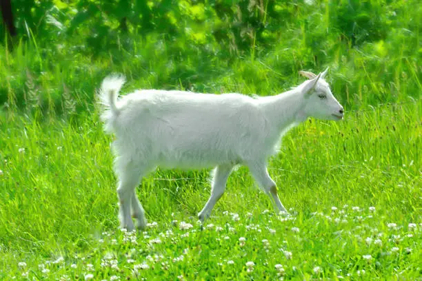 Saanen dairy goat at Jollity Farm in France, available through European livestock sourcing