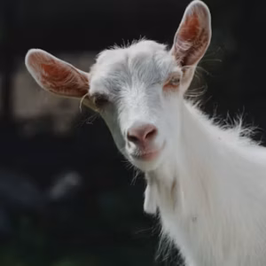 Savanna goat for sale, white heat-tolerant meat goat, USA farm