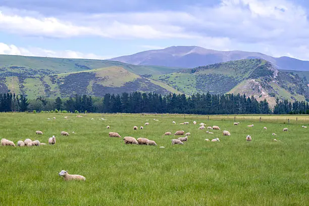 Sheep flock in a field, wholesale livestock for commercial buyers