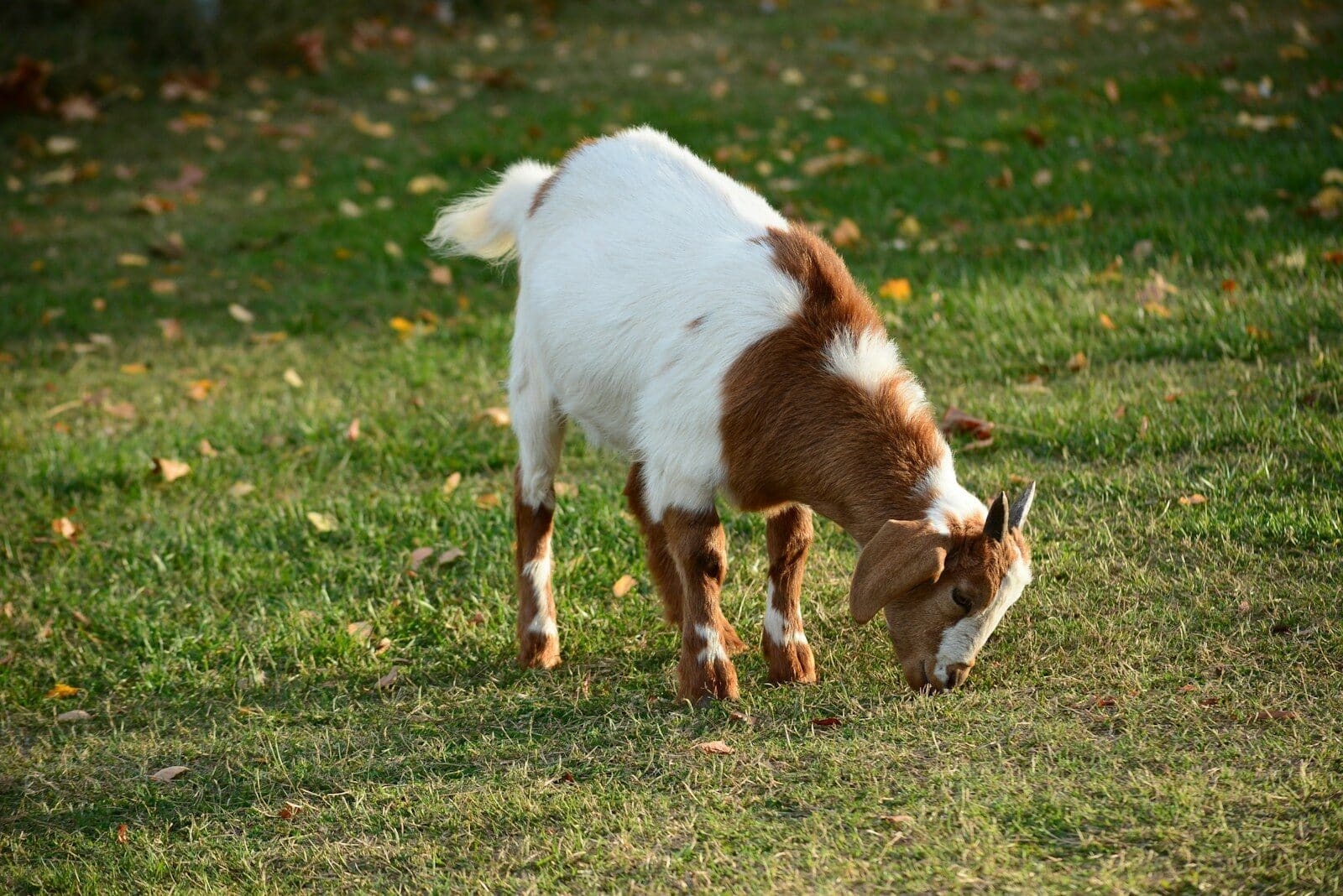 Boer goat with muscular frame for a meat goat package