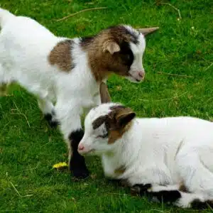 Registered Nigerian Dwarf goat for sale standing on green pasture at Fargo Family Farms