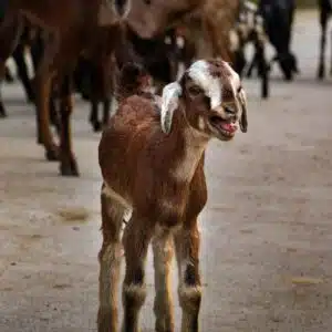 Nubian goat for sale, Anglo-Nubian dairy goat with long ears, USA farm