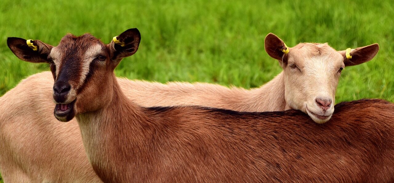 LaMancha goat for sale, gopher-eared dairy goat, USA farm