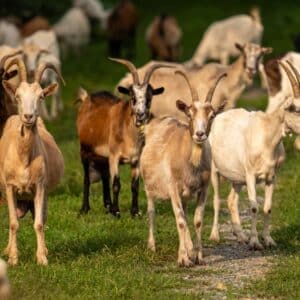 Toggenburg goat for sale, Swiss dairy goat, USA farm