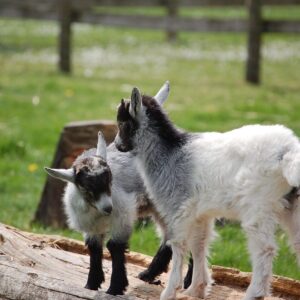 Pygmy goat for sale, friendly miniature pet goat, USA farm