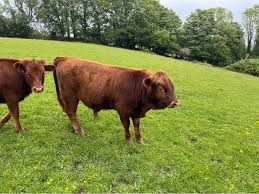 A high-quality, short-legged black Dexter bull on a farm, listed under Dexter cattle for sale for pedigree breeding.