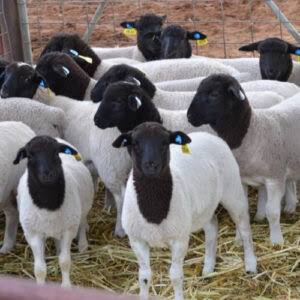 Dorper sheep for sale, registered hair sheep, USA farm