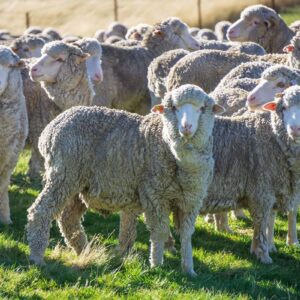 Merino sheep for sale with dense white fleece grazing on a farm