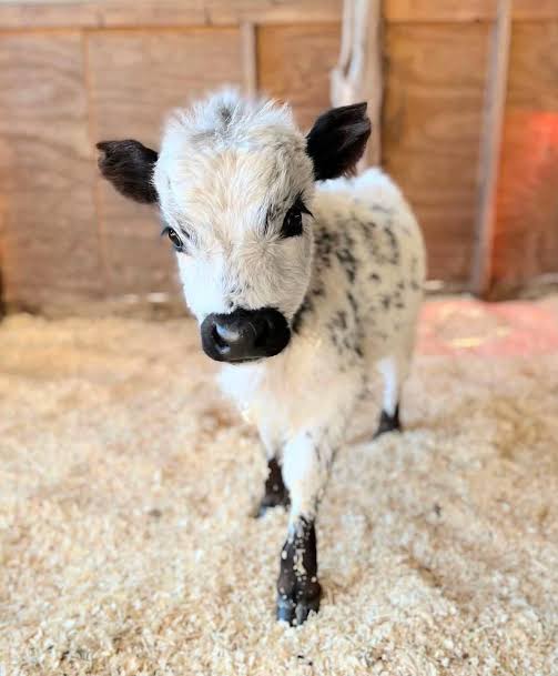 Miniature Highland cow for sale