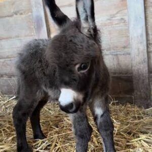 Mediterranean miniature donkey, small companion donkey