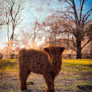 Fluffy dark dun miniature Highland cattle for sale (calf) standing in a green pasture.