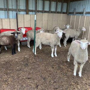 Polypay sheep for sale, prolific maternal sheep, USA farm