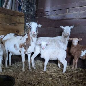 Rambouillet sheep for sale, fine wool sheep, USA farmRambouillet ram with dense fine fleece