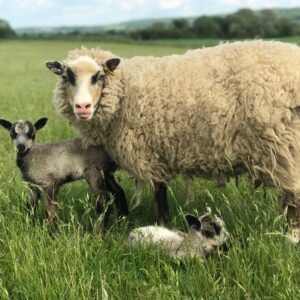 Shetland sheep for sale with natural fleece standing on a green farm pasture