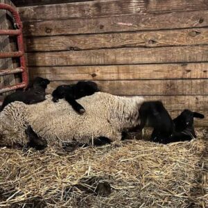 Suffolk sheep for sale, registered black-faced meat sheep, USA farm