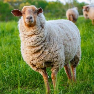 Tunis sheep for sale with reddish-brown face and creamy wool fleece.
